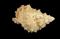 藏品(金口蛙螺)的圖片